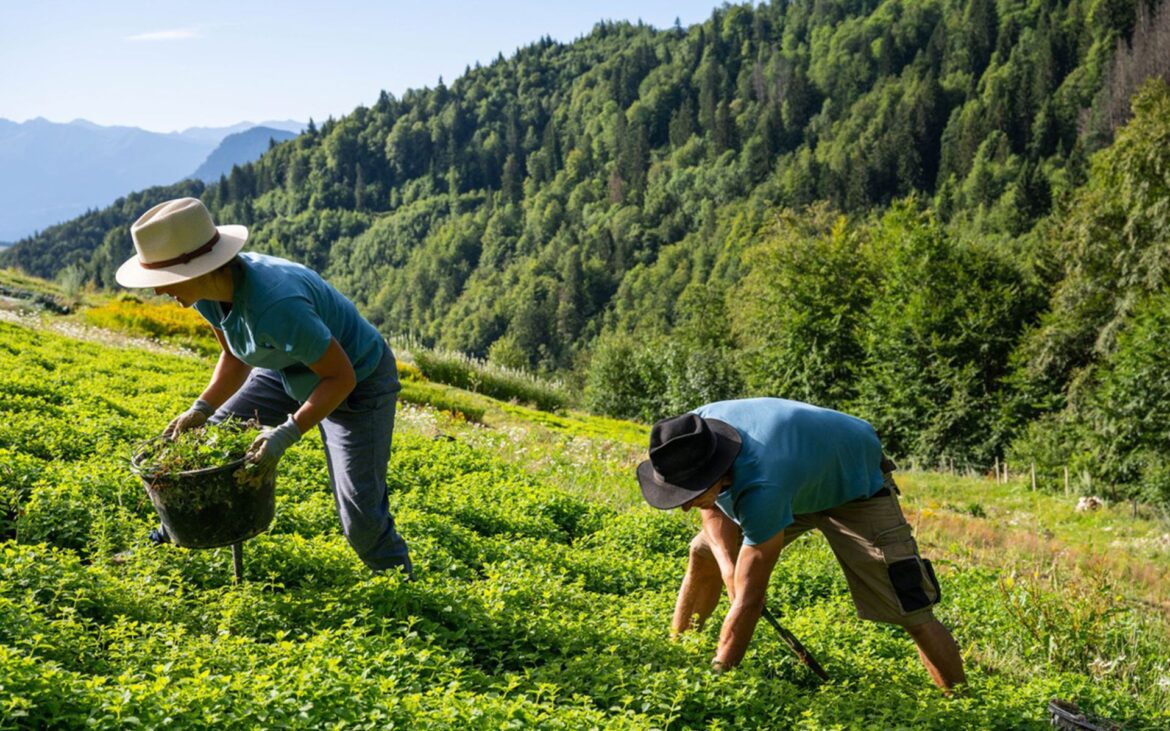 Clarins certificación ROC