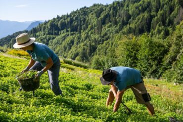 Clarins certificación ROC